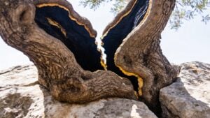 An ancient olive tree rooted down into a split boulder, for the study on what suffering produces